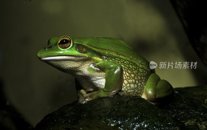 绿金钟蛙(Litoria aurea或Ranoidea aurea)，也被称为绿钟蛙、绿金沼泽蛙和绿蛙，是一种生活在地面上的树蛙，原产于澳大利亚东部。这种青蛙在新西兰和其他一些地方仍然大量存在